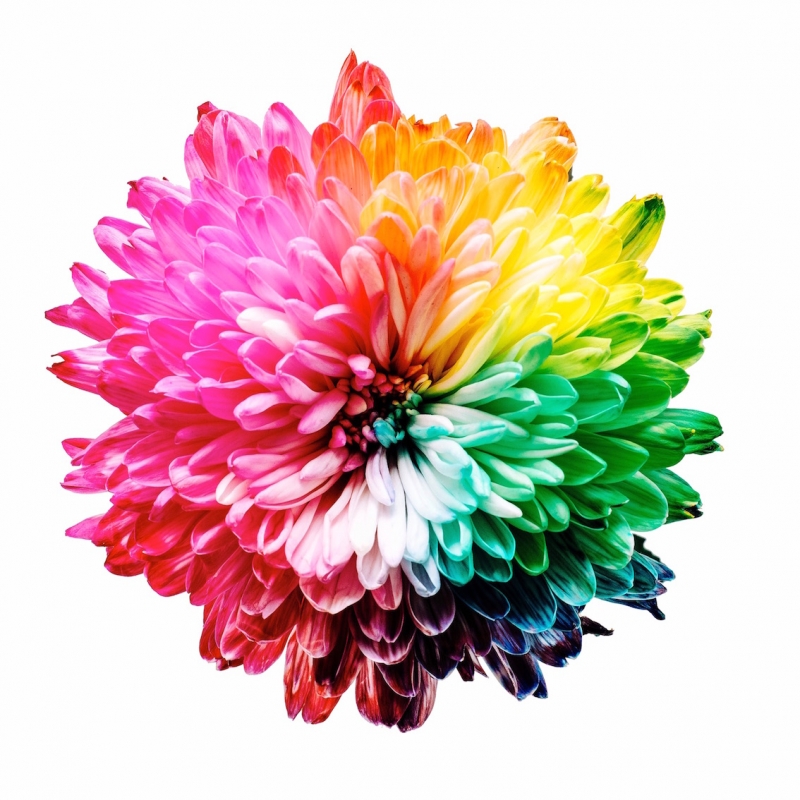 interieuradvies gekleurde bloem